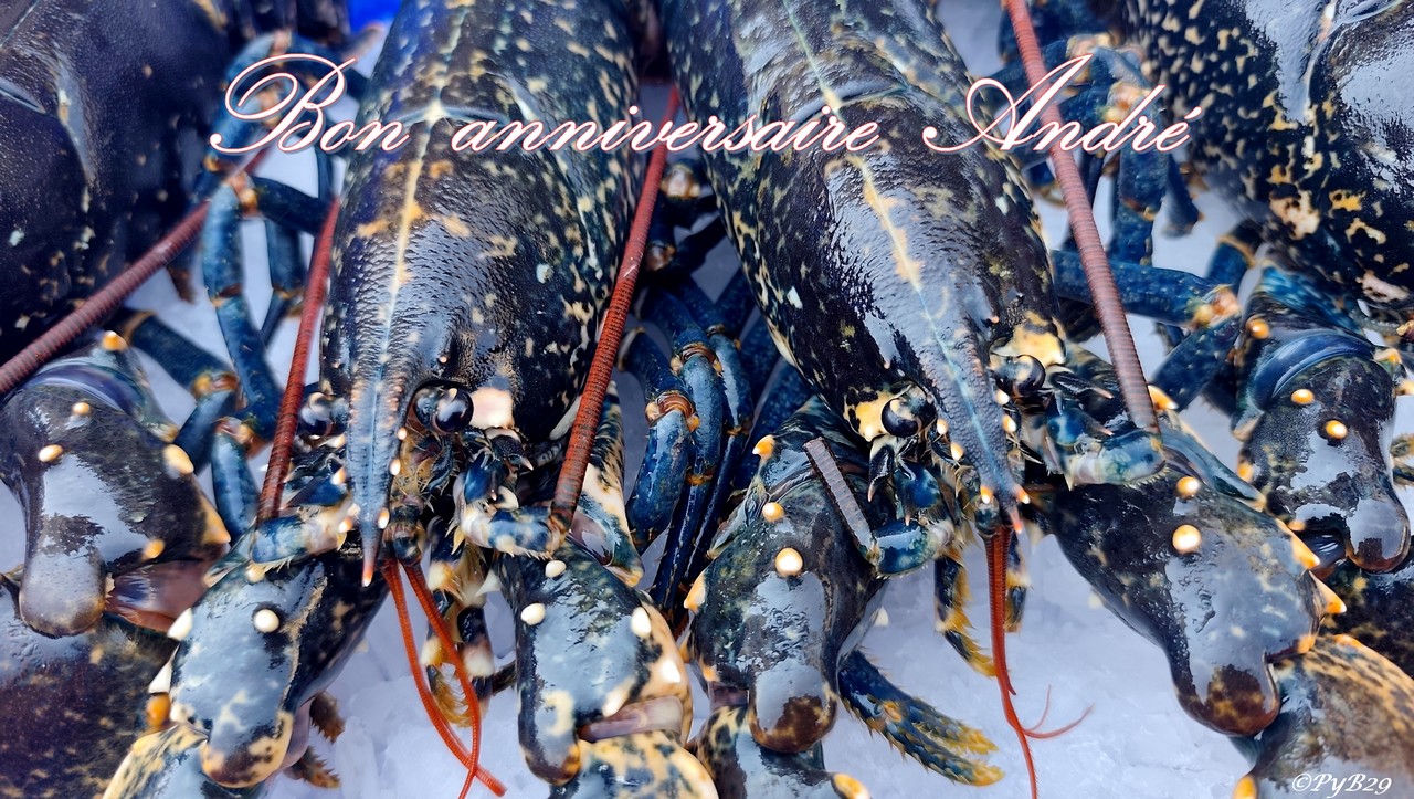Bon anniversaire Andr� (homards du march� de Morlaix sous le Ty Coz). Photo pyb29